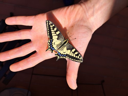 Papilio Machaon. Mayo 2024. 