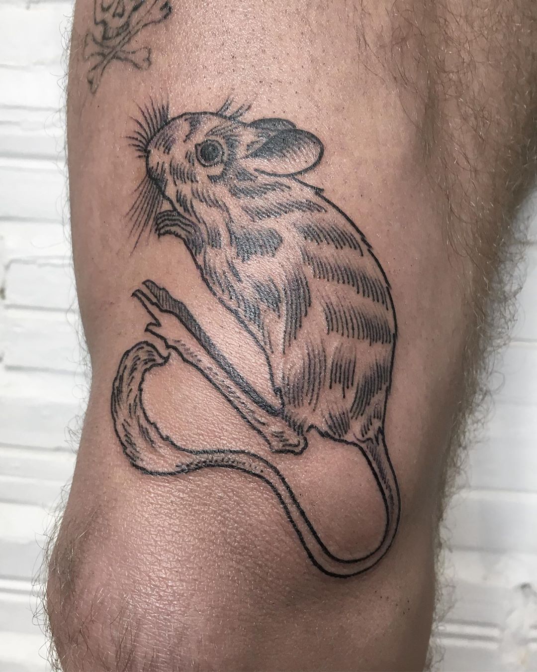 • Desert mouse •
🇰🇭Thanks mate🇳🇿
.
.
.
.
.
#rat #desert #benditatintaofficial #cambodia #benditatinta #ontheroad #art #tattoo #collective #traditional #electric #tattooing #oldline #bold #blackworkers #goodvibes #blacklines #inkaddict...