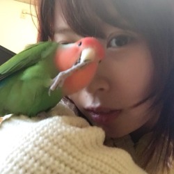 akanemachurida: Twitter 17/03/26 I have work in Nagoya tomorrow, so I was able to go home after a long while! I’m happy that I have wifi! And I’m super happy about having birds! I set up my camera and took pictures of my birds since this morning.