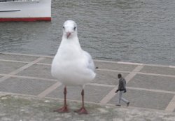 Letthebandplayout:  I Literally Thought That Was A Giant Ass Seagull 