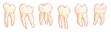 I'm Made Of Hair And Bone And Little Teeth