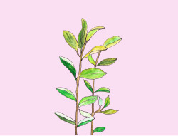 danitreasures:lil plant in pink background