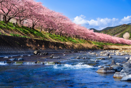 Bank of River under Canopy of Cherry BlossomsThe banks of Kawazu River in Kawazu-machi, Shizuoka Pre