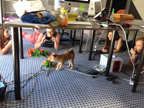 justabigcliche:awesome-picz:Today Is National Take Your Dog To Work Day.Hire them all