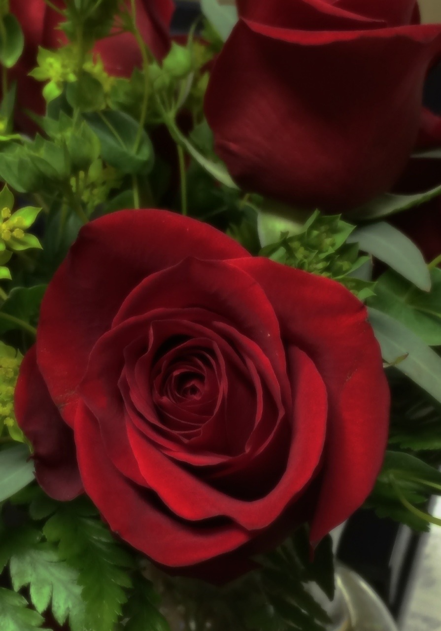 classyperversions:  There are few things as beautiful as a rose, with the exception