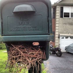 Little friends are inhabiting my mailbox. #birds #babybirds #birdsnest #freeloaders