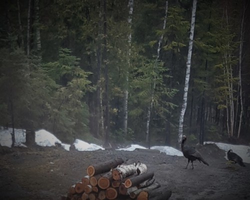 A Couple Of Canadian Wild Turkeys Taking A Walk On A Foggy Sunday Afternoon.