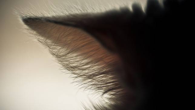 mothernaturenetwork:  The science behind your cat’s most adorable featuresThere’s