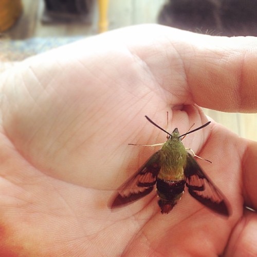 We had a visitor today :) #hummingbird #teeny #natureiscool