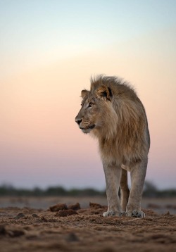 beautiful-wildlife:  Dawn Alert by Morkel