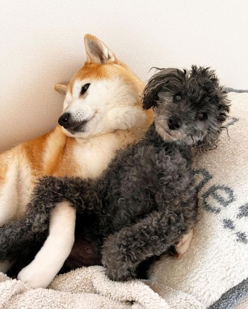 * Taking care of each other? Or just love . . 彼氏彼女か！ もしくは 老々介護か。 犬もいろいろ。 良い一日を  #shiba#shibainu#glau