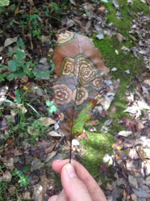 stunningpicture:  Found this the other day while camping. It’s like nature painted on a leaf. 