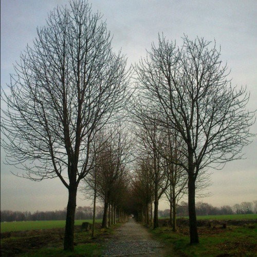 Some #winter #sun Shows On My Lunch Break Walk, A Bit Fitting To My #mood With #sunlight Breaking Through