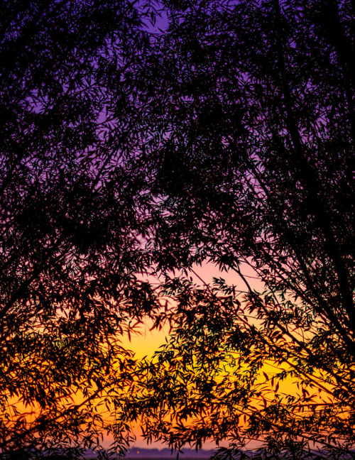 Tropical sunriseFacebook | Instagram | Flickr | Society6