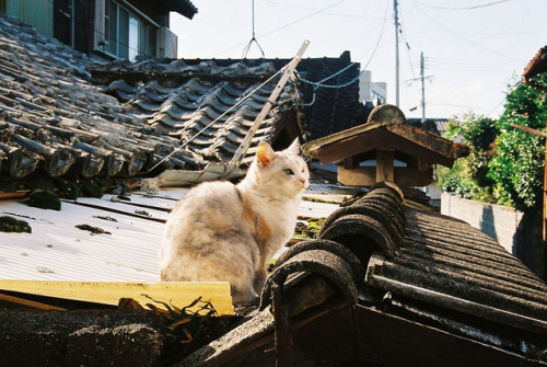 japanesecat