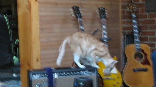 This is an orange cat on a blackface amp.