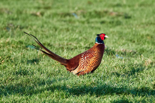 Different meadows, different days, different birds, but always wonderful (21.3. / 1.3)