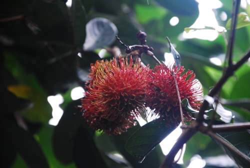 Nephelium lappaceum A.K.A. Rambutan&hellip; :)