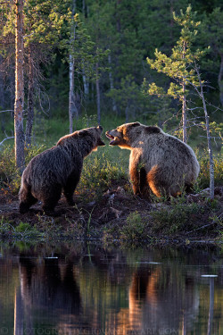 llbwwb:  (via 500px / Bears Fight by Giovanni