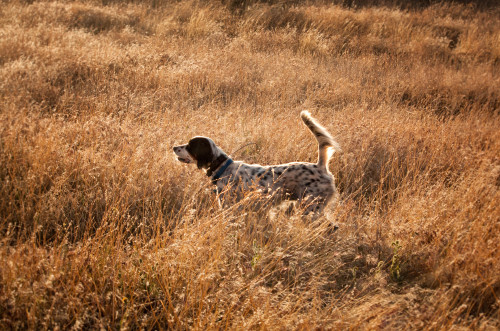 Roy on point (with help from Stile in one pic). Roy is a 4yo field bred English setter. He’s great a