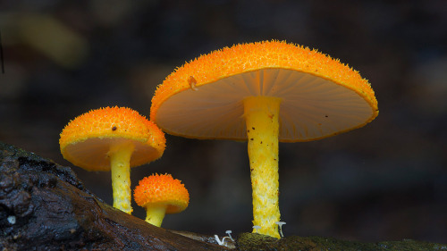 culturenlifestyle:  Steve Axford Captures Strange And Undocumented Australian Fungi  Steve Axford is a photographer on a mission to discover a thread of alien fungi, which has never been captured before. Axford lives in the Northern Rivers of New South