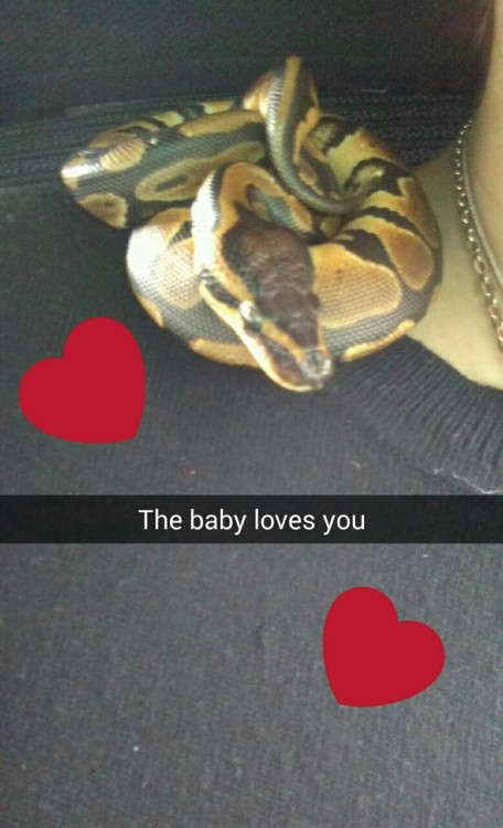 greeneyesandscars:Tumblr say hello to my new noodle: Nagini who is three months old and a ball pytho