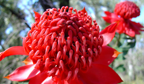 oceaniatropics: ‘Waratah’, native Australian flower