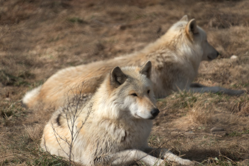 Wolves at Wolf Park in Battle Ground, IN.