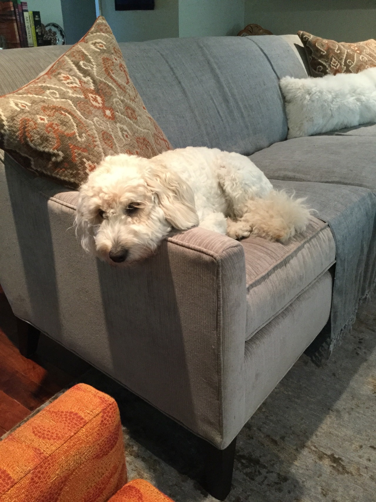 Dogs On Couches