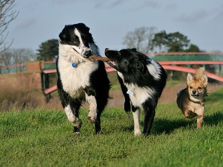 A Dog playdate is very helpful to your puppy that is learning how to interact with various pets, and