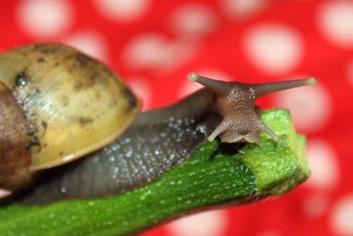 What is this, a marrow for snails?!