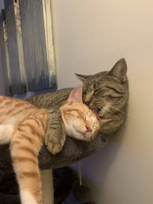 justcatposts:  They’ve known each other about 4 days (via)