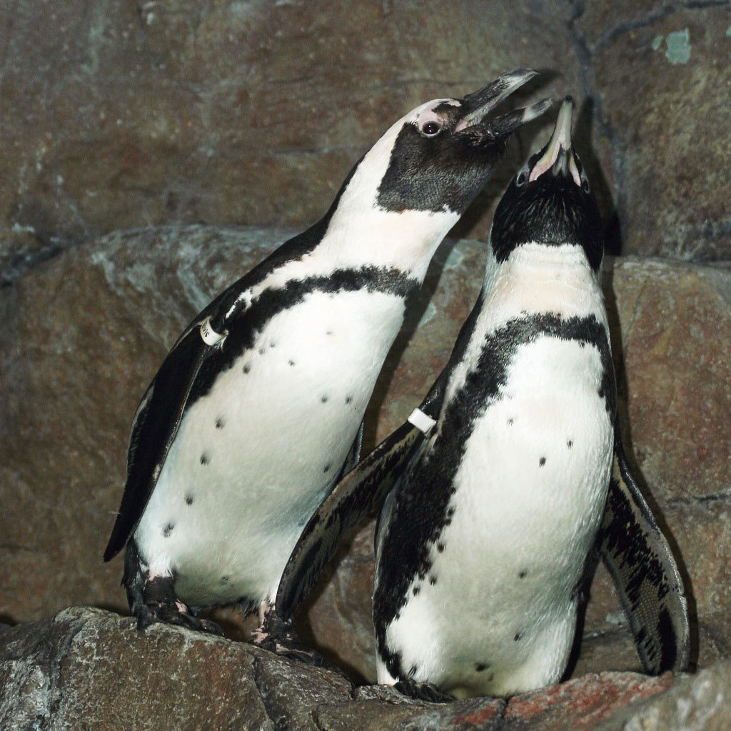 Happy #WorldPenguinDay from our colony to yours! Join the penguin-palooza with our live web cam. Look closely—some penguins may be tucked away in the rocks!
View our Penguin Cam
Learn more about how we’re helping rear endangered African blackfooted...