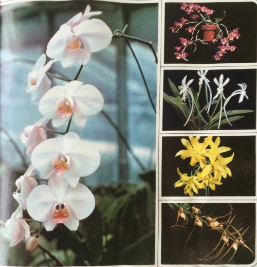 girlcosmos:time encyclopedia of flowers - 1972