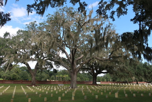 Beaufort National Cemetery, SC my office for this week. 