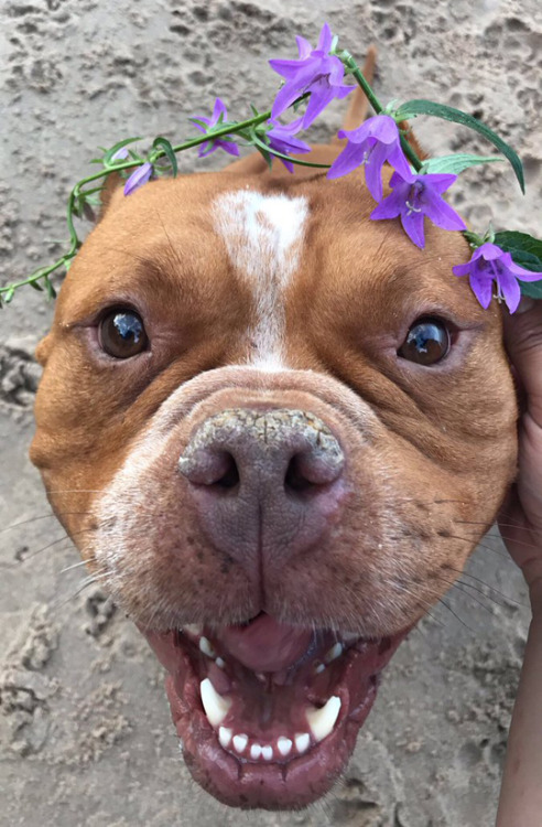 thefingerfuckingfemalefury:tastefullyoffensive:What a good boy. (via meriah_j)Look how happy he isI 