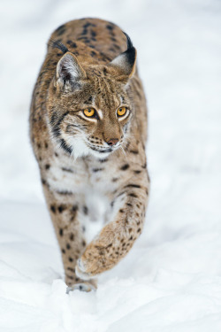 llbwwb:  Lynx walking on the snow (by Tambako the Jaguar)