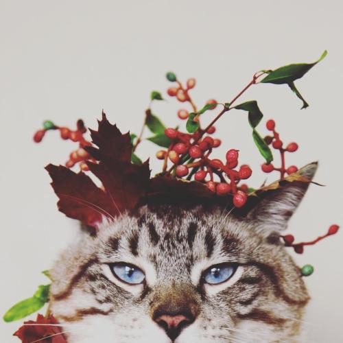Seasons Change And So Do I !!! #catsofinstagram #twitterweek #cats #catconla #gato #chat #weeklyfluf