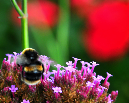 Bees and Flowers. (Auckland Botanic Gardens, New Zealand).,I have to admit, AKL bees are bigger