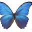 wylansbutterflies