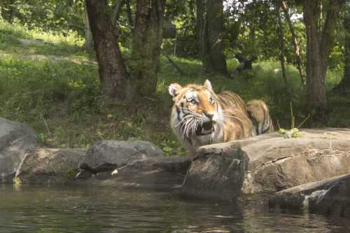 Bronx Zoo