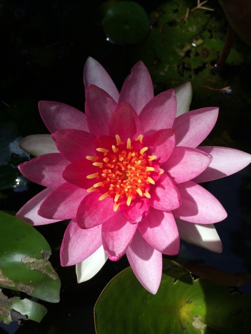 dailyplantfacts: Water lilies are members of the genus Nymphaea in the family Nymphaeaceae. The wate