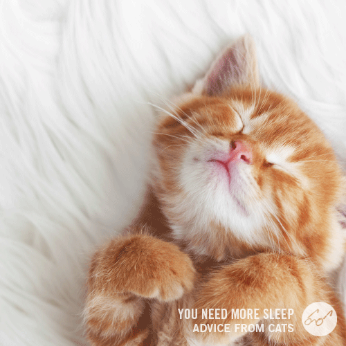 Happy National Cat Day! This cute kitty is from You Need More Sleep: Advice From Cats by&n