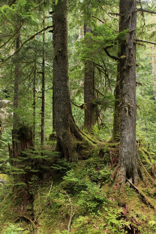 burningmine:Goat Lake Trail, August 2019