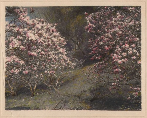 Magnolia Trees Blooming in Spring, Brooklyn, 1910-1915