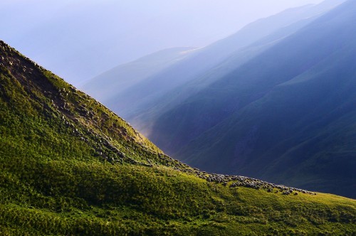 Sheep stream into the morning sunlight after being released from their corral near Omalo. Livestock 