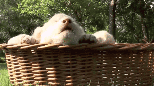 gifsboom:Sleepy Lion Cubs Cuter Than Any Kittens You’ve Seen.[video][Mashable]