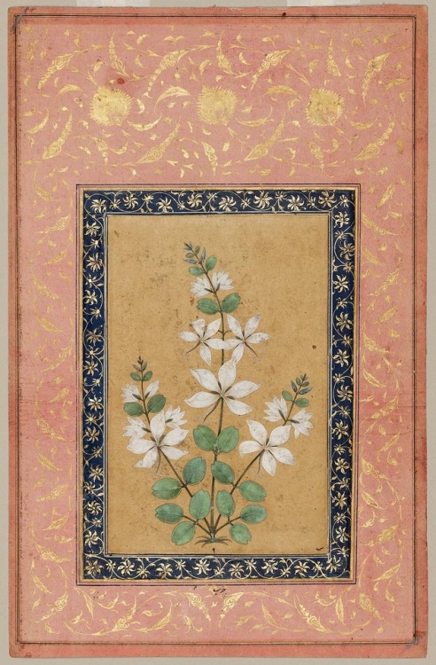 A Flowering PlantIndia, Mughal, c. 17th centuryOpaque watercolors and gold on paper