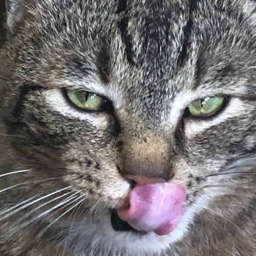 lucifer-thetabby:Demanding food