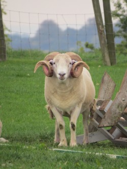 nemoi:  Ram (via welshmackem)